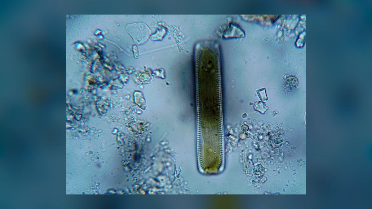 How do I remove brown diatom algae from aquarium glass without chemicals — figure 4