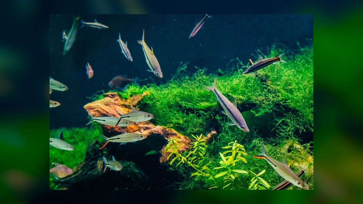 How do I remove brown diatom algae from aquarium glass without chemicals — figure 5