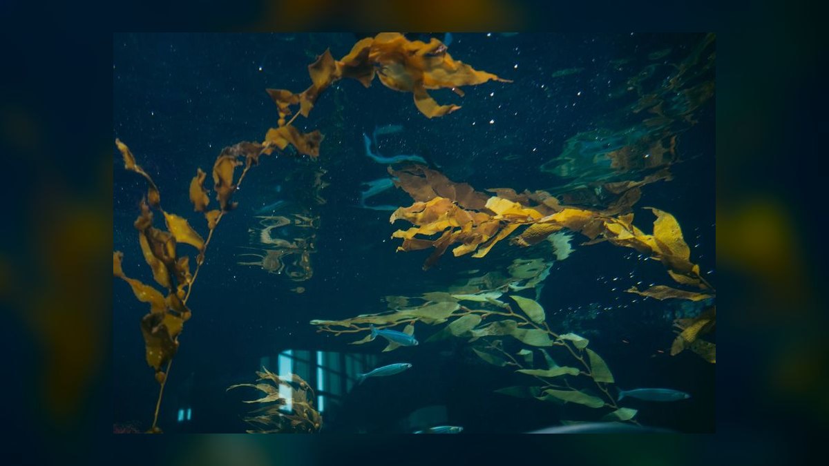 How do I remove brown diatom algae from aquarium glass without chemicals — figure 8