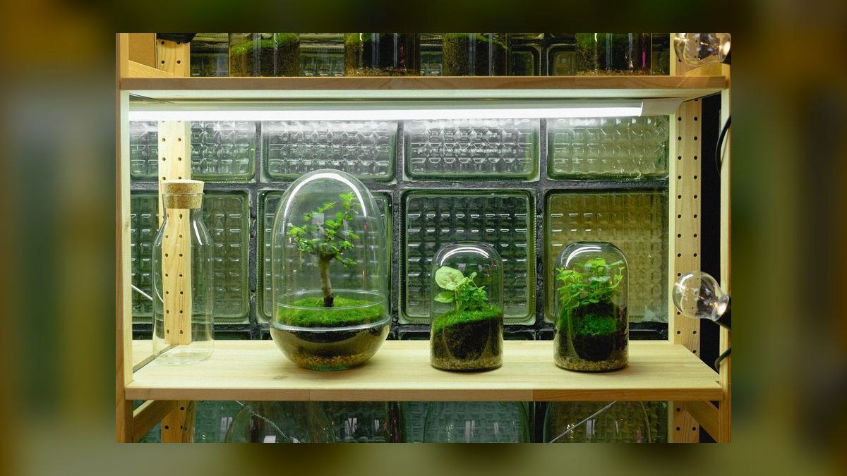 Best LED lighting schedule for low-light aquatic plants like Java moss — figure 5
