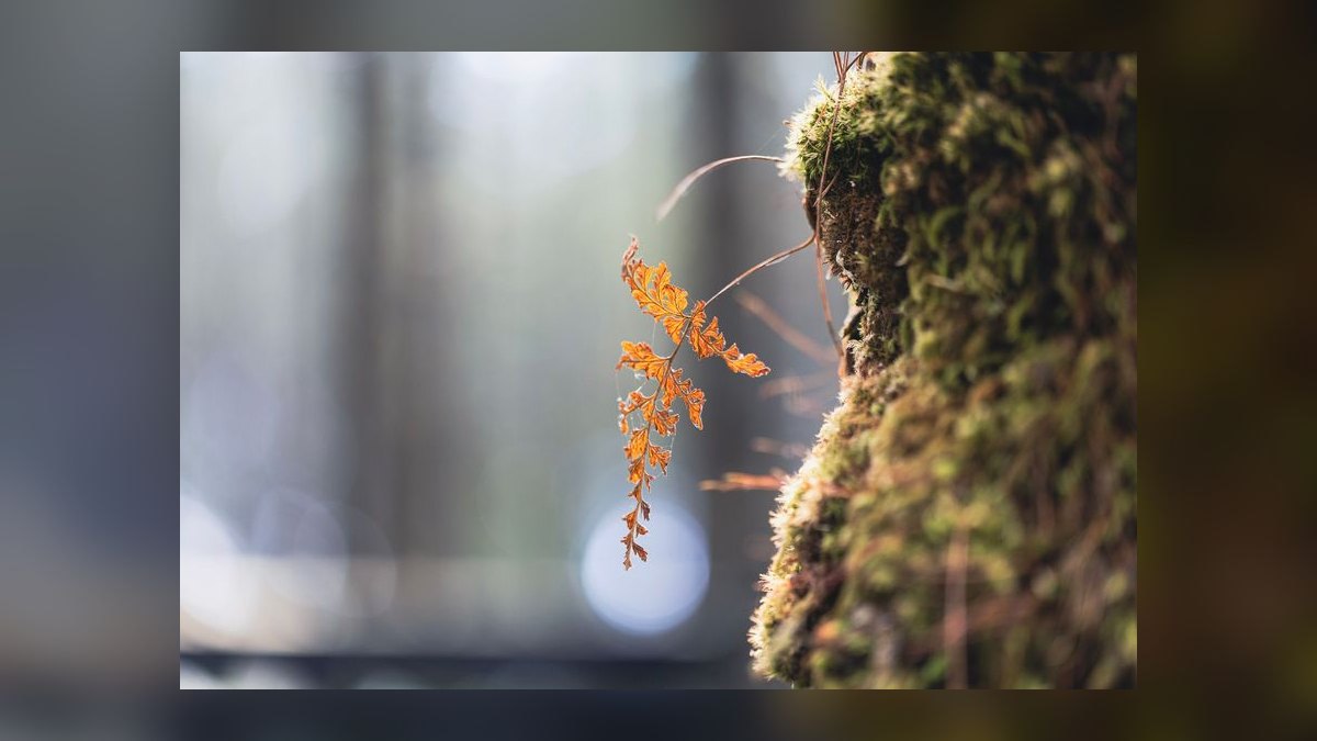 Best LED lighting schedule for low-light aquatic plants like Java moss — figure 6