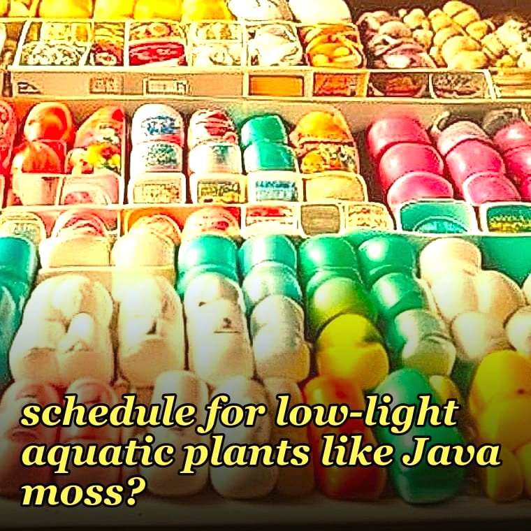 Best LED lighting schedule for low-light aquatic plants like Java moss?