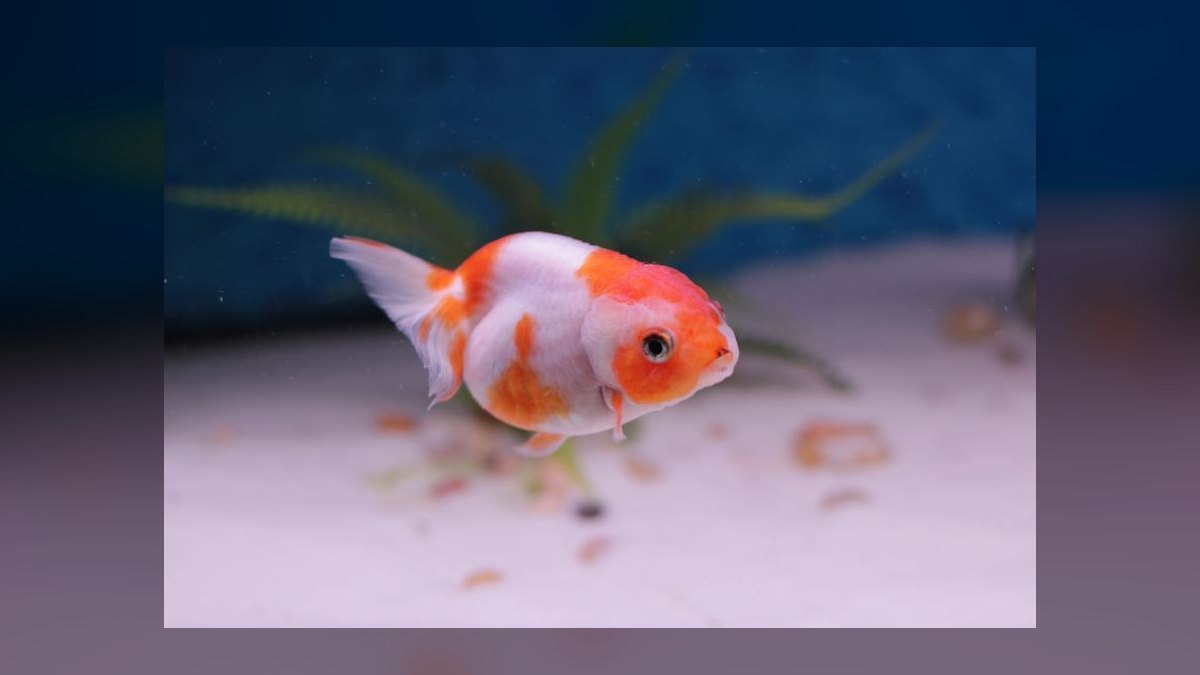 Can I keep multiple male fancy guppies together without aggression — figure 1