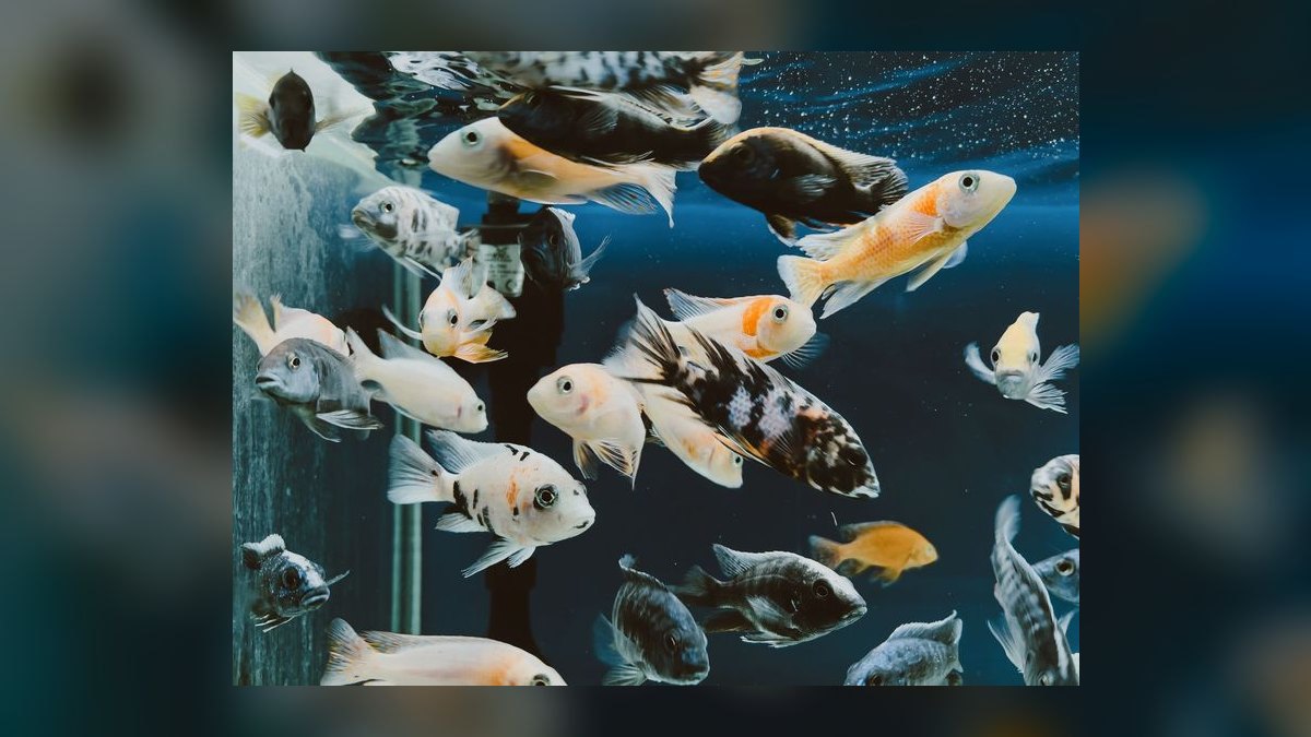 Can I keep multiple male fancy guppies together without aggression — figure 2