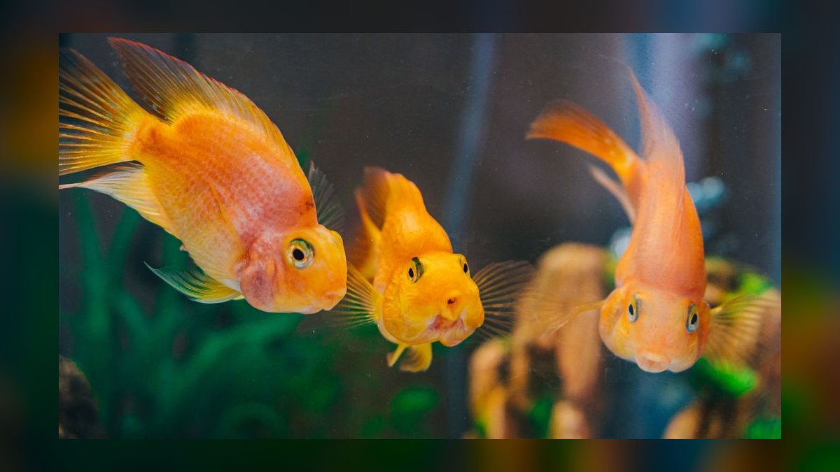 Can I keep multiple male fancy guppies together without aggression — figure 3