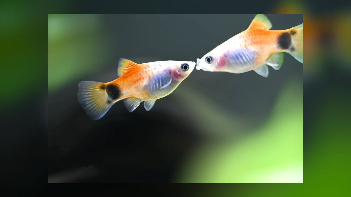 Can I keep multiple male fancy guppies together without aggression — figure 4