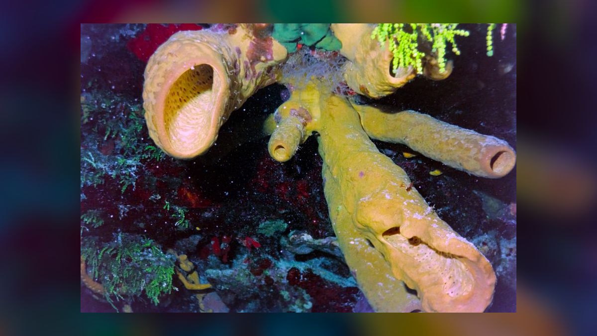 How often should I replace the filter media in a sponge filter for a fry tank — figure 7