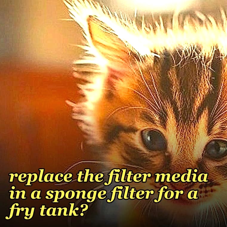 How often should I replace the filter media in a sponge filter for a fry tank?