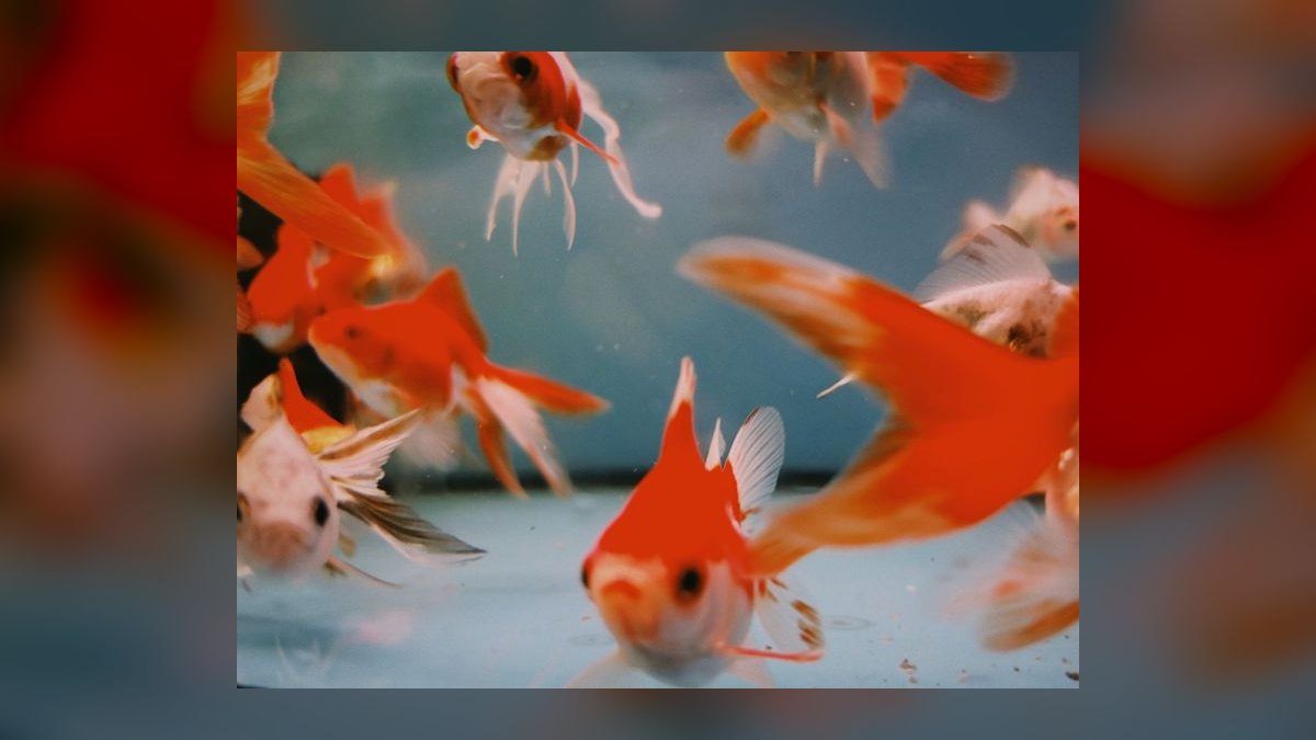 What type of gravel is safe for goldfish that might eat it — figure 3