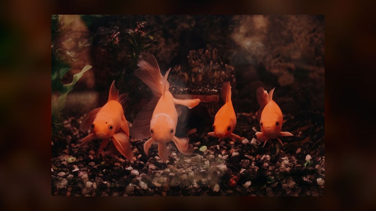 What type of gravel is safe for goldfish that might eat it — figure 4