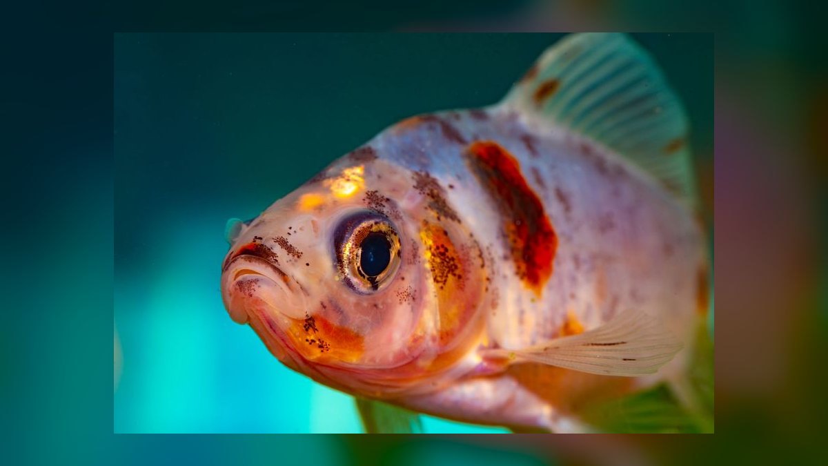 What type of gravel is safe for goldfish that might eat it — figure 6