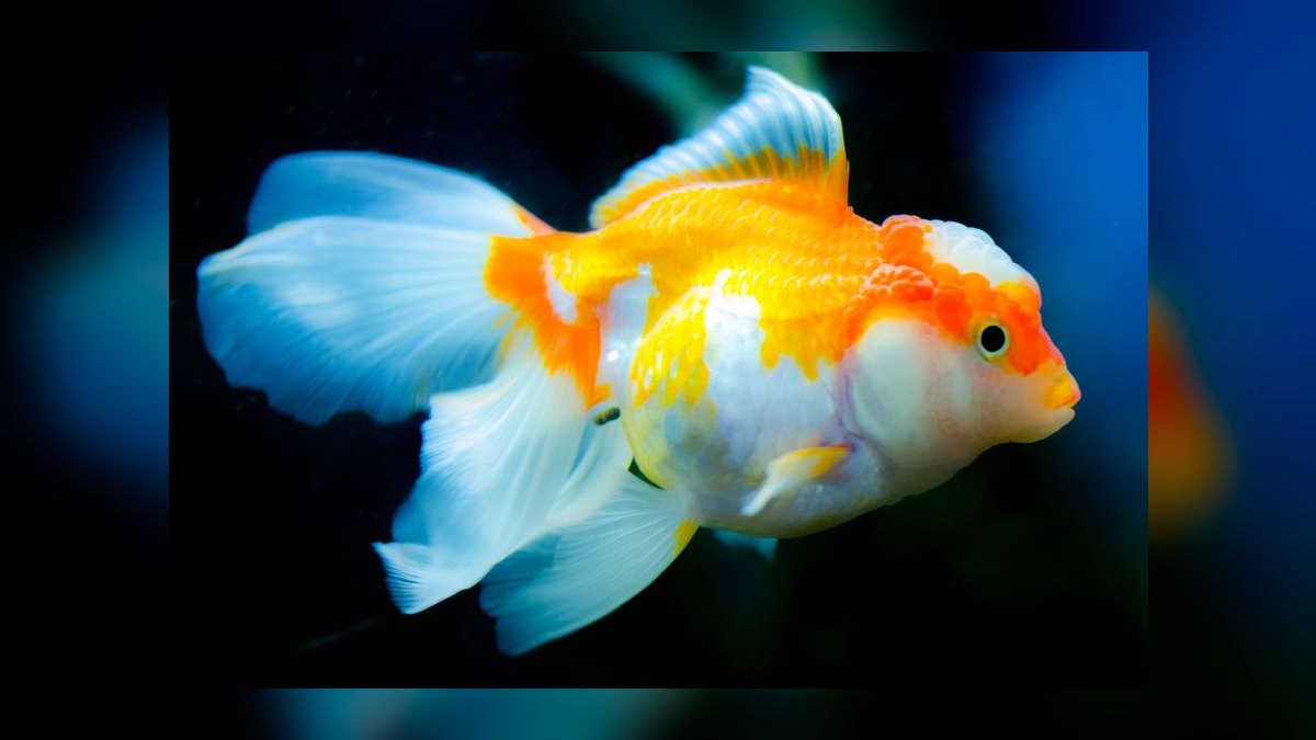 What type of gravel is safe for goldfish that might eat it — figure 8