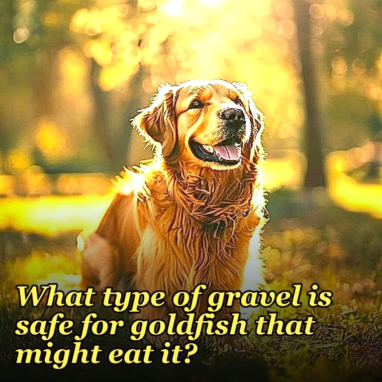 What type of gravel is safe for goldfish that might eat it?
