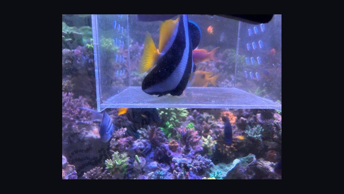 How to acclimate saltwater fish from the LFS without drip acclimation?