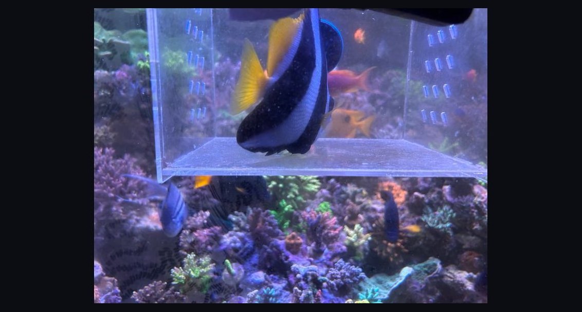 How to acclimate saltwater fish from the LFS without drip acclimation?