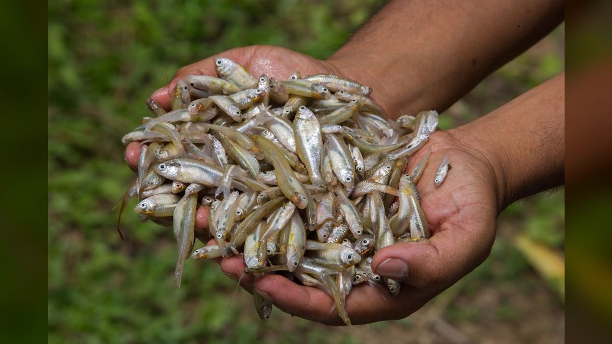 Best small, low-maintenance fish for a 5-gallon desk tank — figure 3