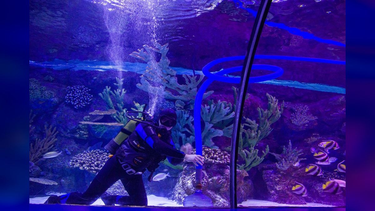 Best small, low-maintenance fish for a 5-gallon desk tank?