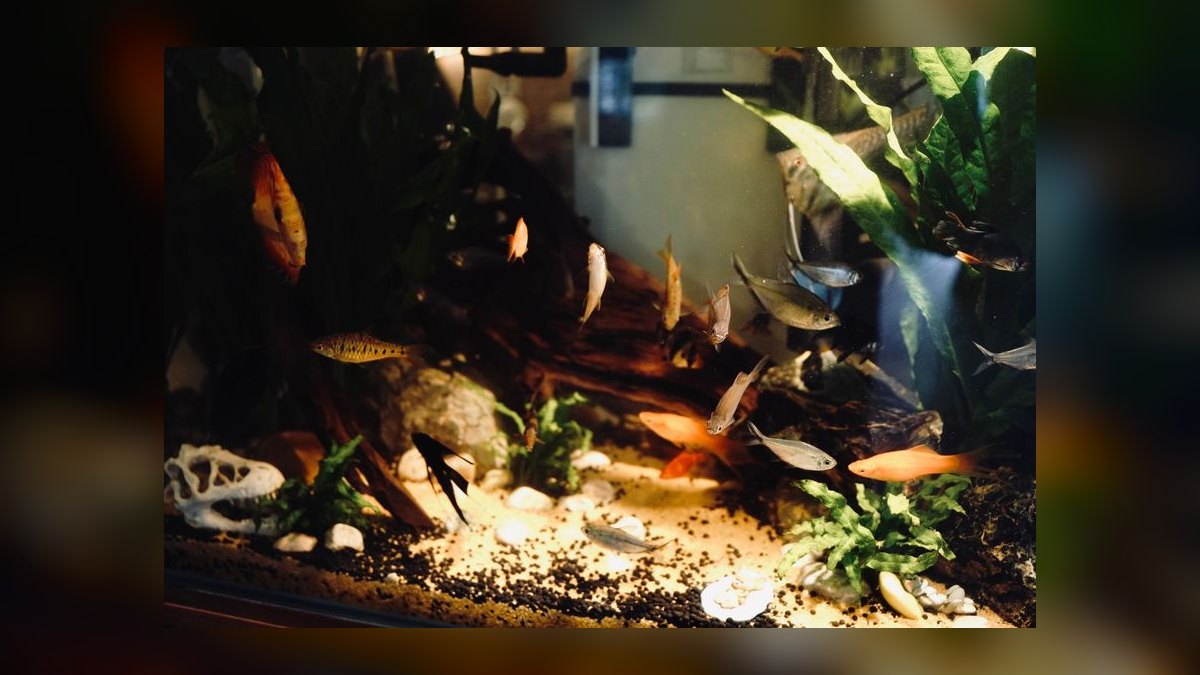 Can I use reverse osmosis water for a freshwater community tank — figure 3