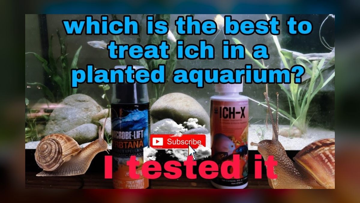 How to treat ich in a planted tank without harming invertebrates — figure 1