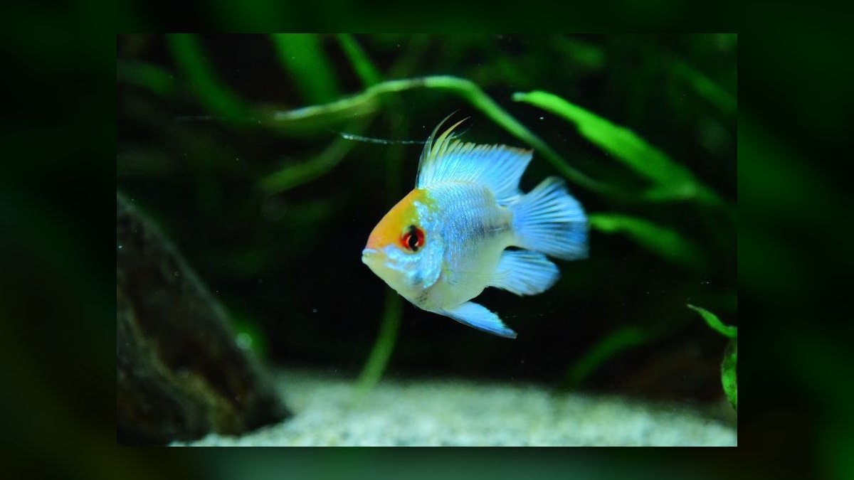How to treat ich in a planted tank without harming invertebrates — figure 10