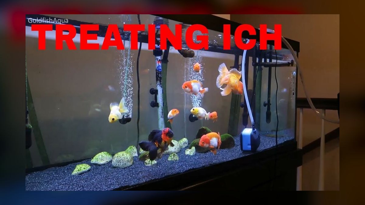 How to treat ich in a planted tank without harming invertebrates — figure 2