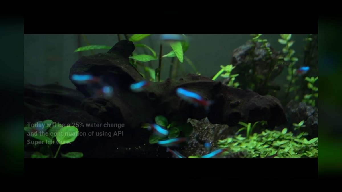 How to treat ich in a planted tank without harming invertebrates — figure 3