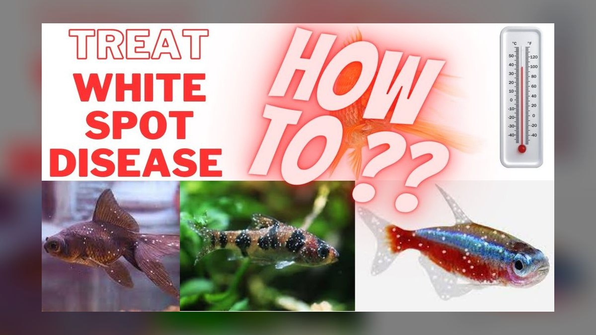 How to treat ich in a planted tank without harming invertebrates — figure 4