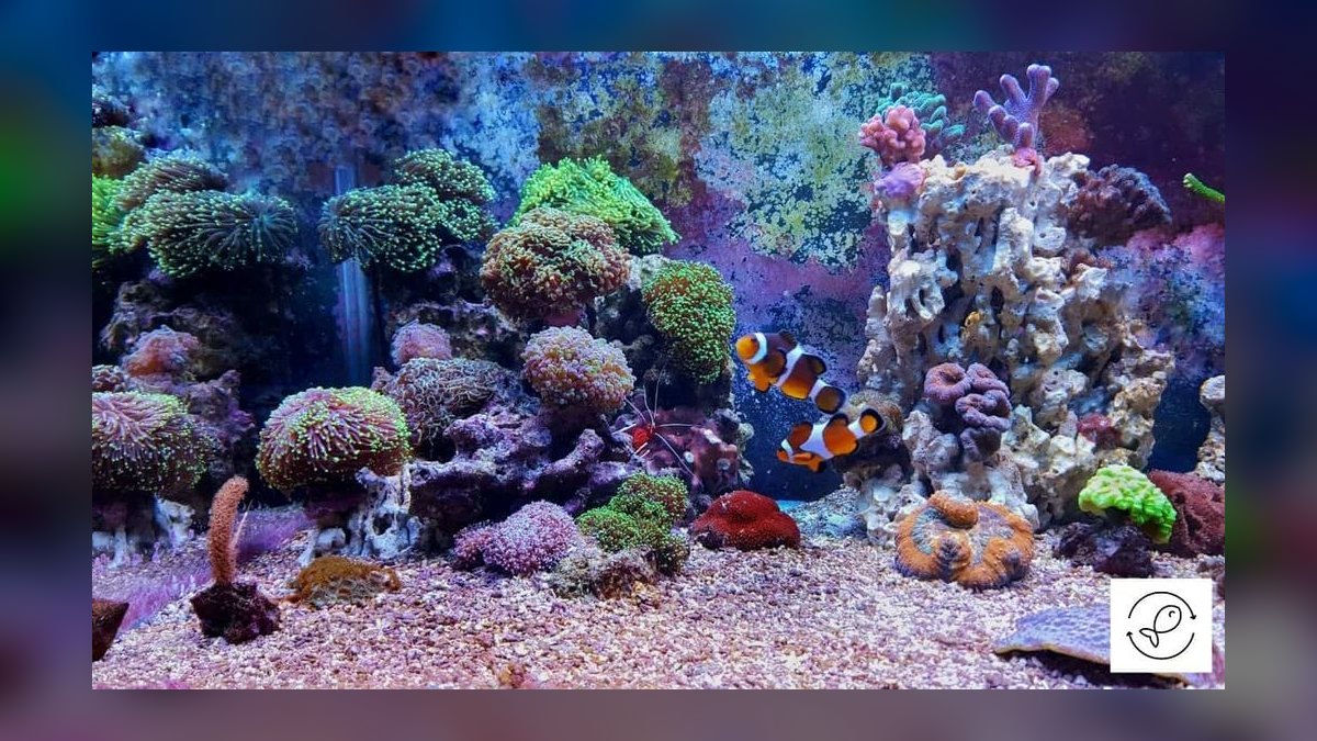 How to treat ich in a planted tank without harming invertebrates — figure 5