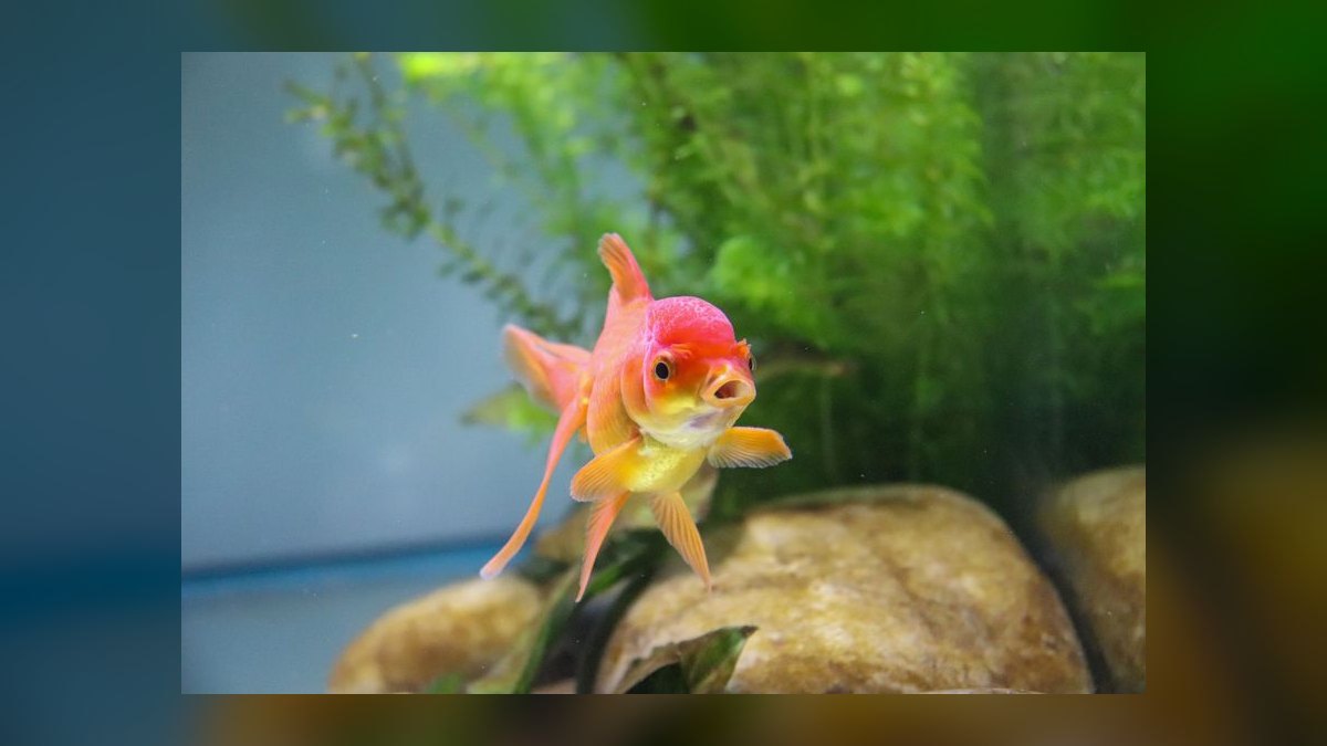 How to treat ich in a planted tank without harming invertebrates — figure 9