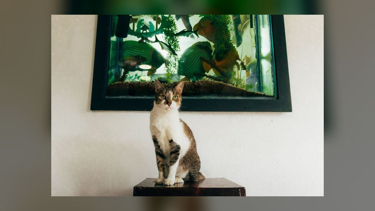 How do I stop my cat from drinking from the fish tank — figure 2