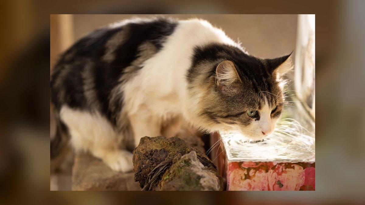 How do I stop my cat from drinking from the fish tank — figure 3