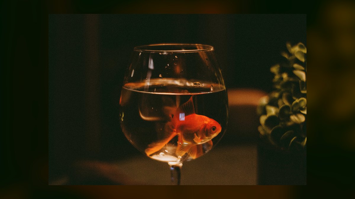 How do I stop my cat from drinking from the fish tank — figure 4