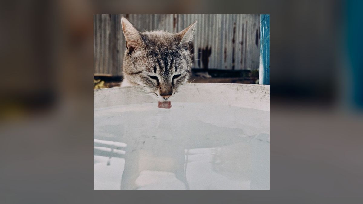 How do I stop my cat from drinking from the fish tank — figure 5