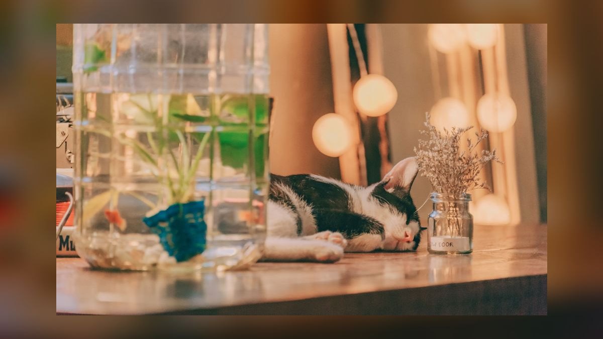 How do I stop my cat from drinking from the fish tank — figure 7