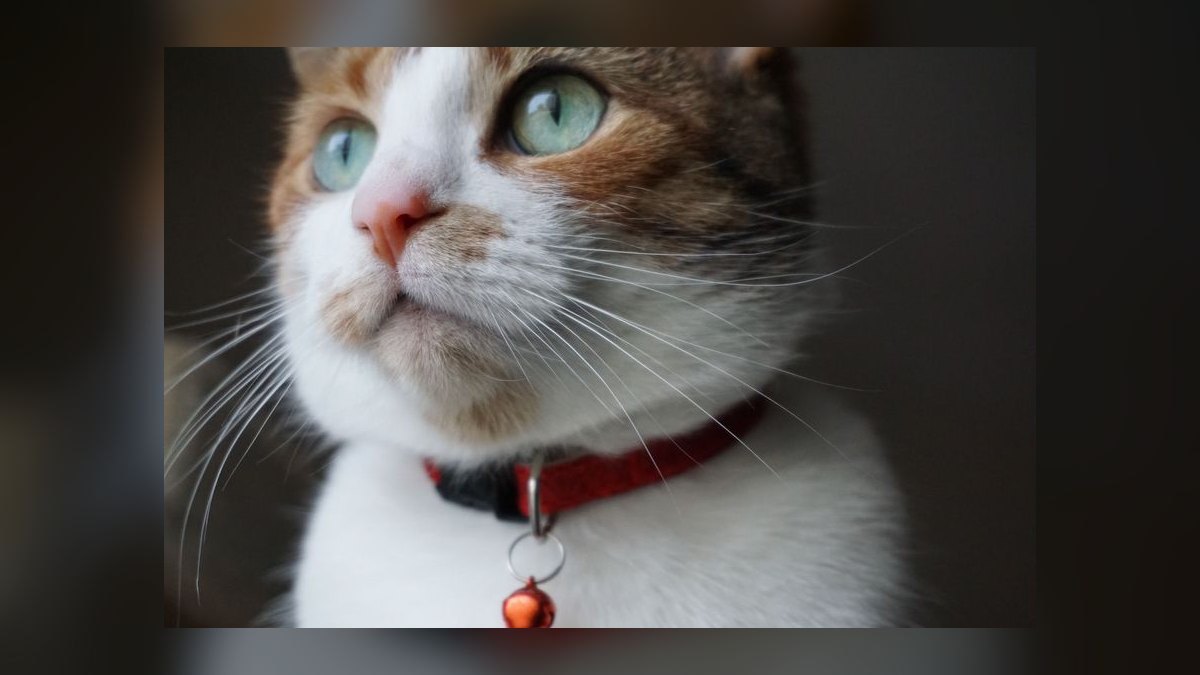 What is the safest cat collar with quick-release buckle for indoor cats — figure 10