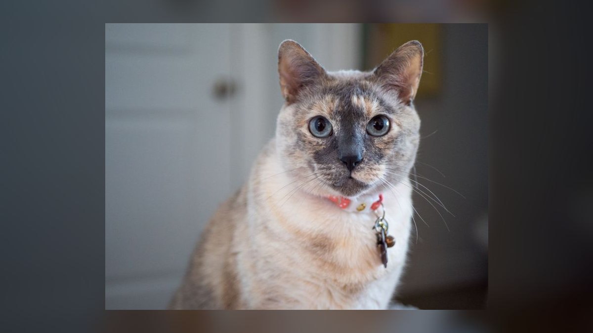 What is the safest cat collar with quick-release buckle for indoor cats — figure 2