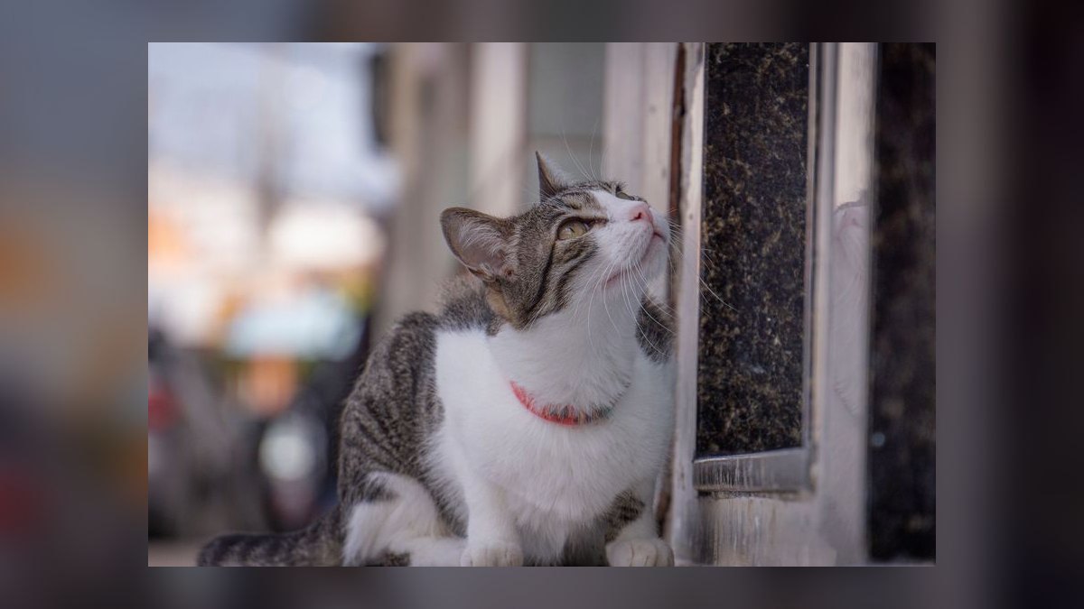 What is the safest cat collar with quick-release buckle for indoor cats — figure 4