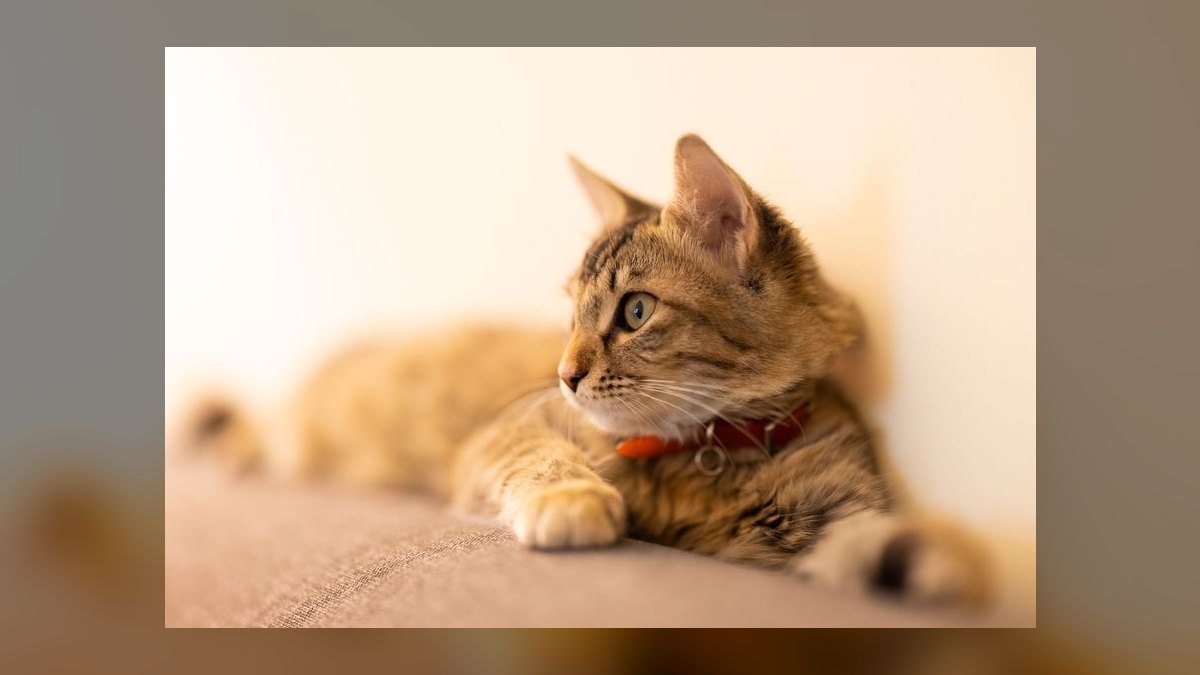 What is the safest cat collar with quick-release buckle for indoor cats — figure 5