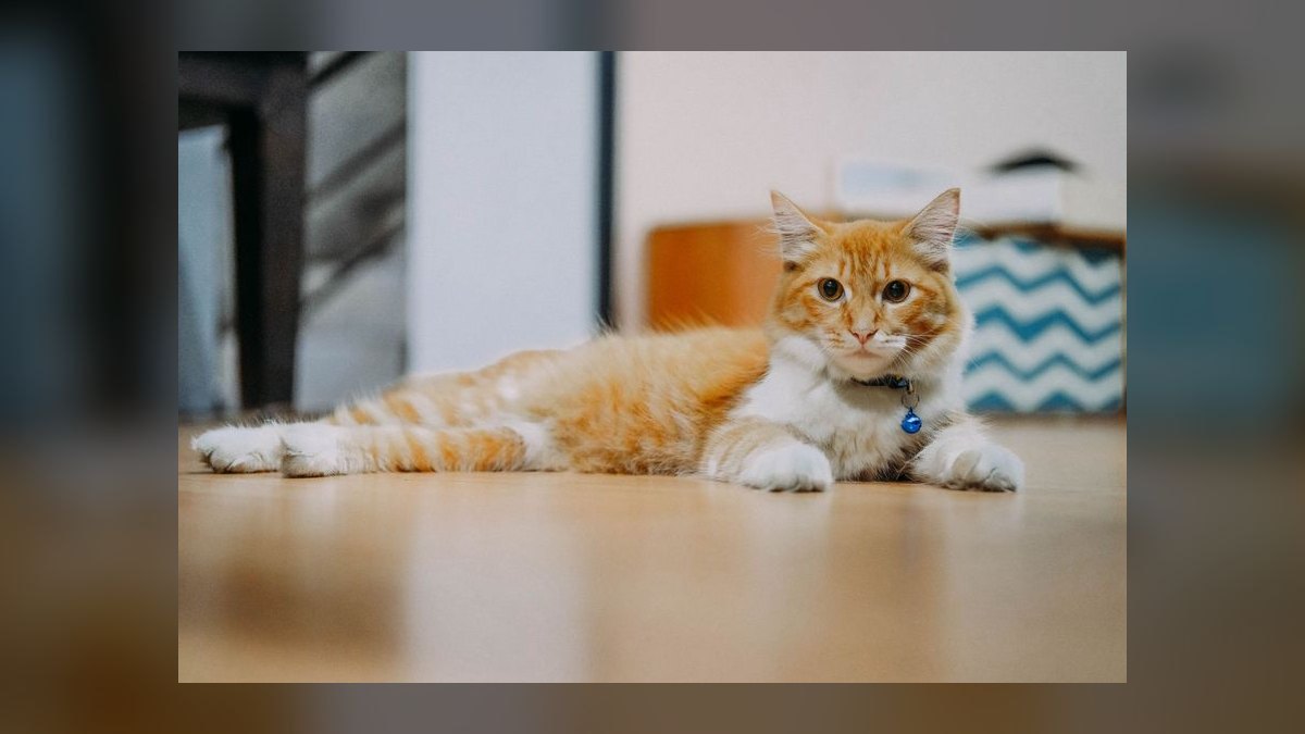 What is the safest cat collar with quick-release buckle for indoor cats — figure 6