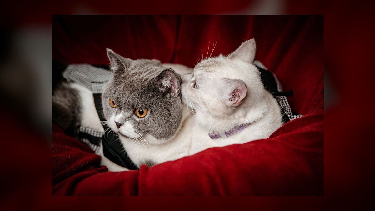 What is the safest cat collar with quick-release buckle for indoor cats — figure 7