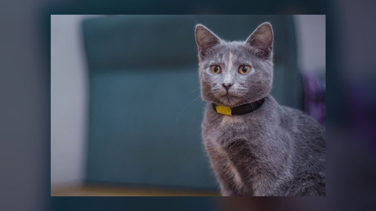 What is the safest cat collar with quick-release buckle for indoor cats — figure 8