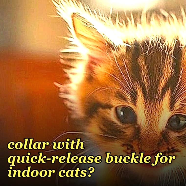 What is the safest cat collar with quick-release buckle for indoor cats?
