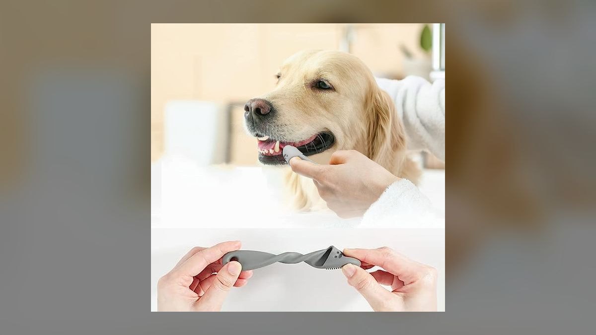How to brush a cat's teeth if they hate the taste of toothpaste — figure 1