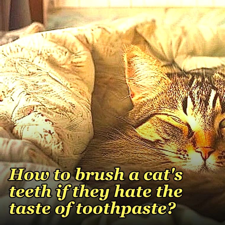How to brush a cat's teeth if they hate the taste of toothpaste?