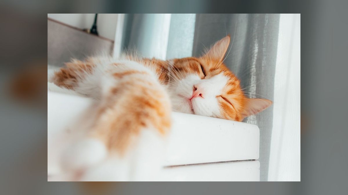 Best automatic litter box that works with clumping crystal litter — figure 6