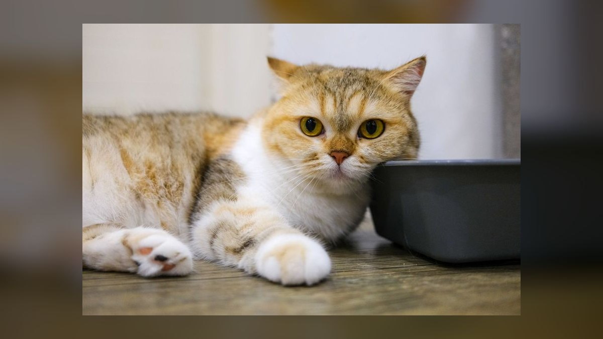 Best automatic litter box that works with clumping crystal litter — figure 7