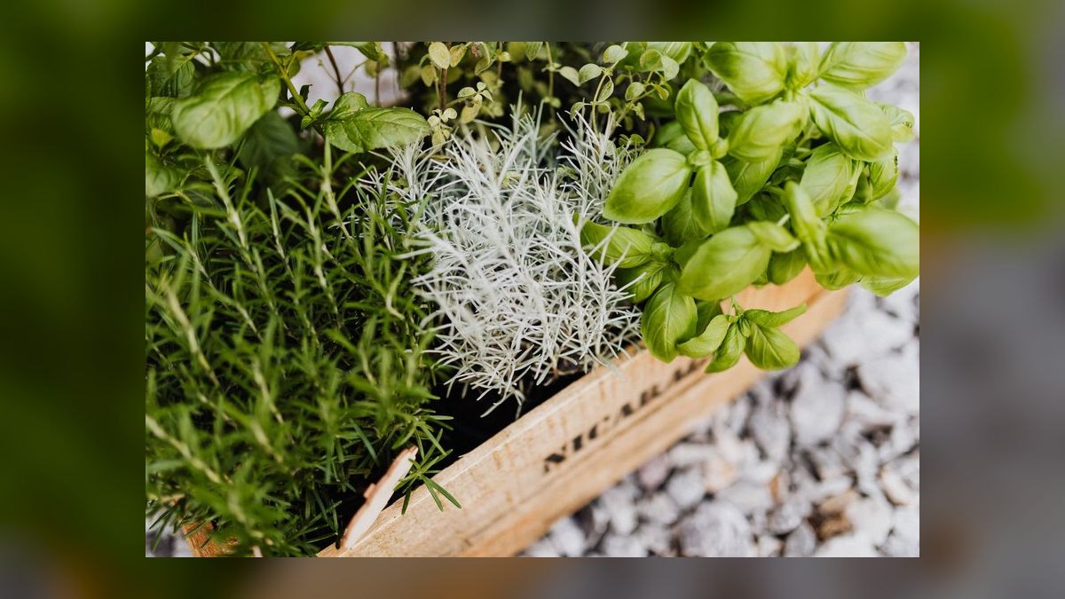 What herbs in my garden are toxic to free-range rabbits — figure 10