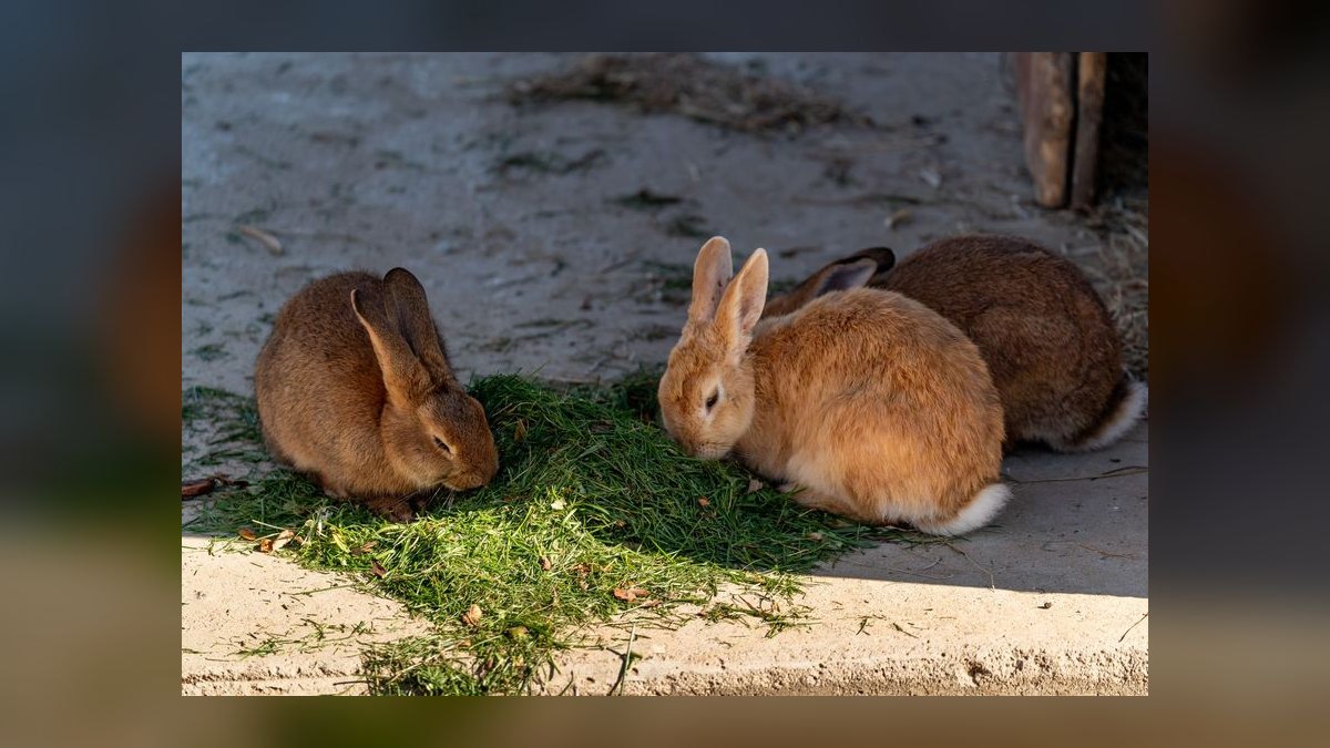 What herbs in my garden are toxic to free-range rabbits — figure 3