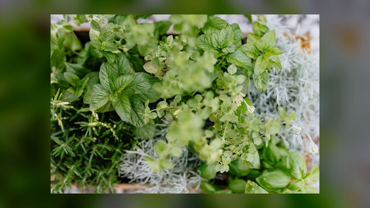 What herbs in my garden are toxic to free-range rabbits — figure 4
