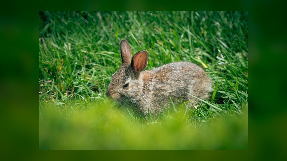 What herbs in my garden are toxic to free-range rabbits — figure 5